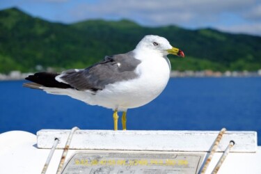 北海道旅行　フェリー編